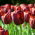 Tulip - Dom Pedro - GIGA Pack! - 250 pcs