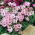 Chilean Oxalis - Oxalis Adenophylla - GIGA Pack! - 250 pcs