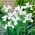 Dutch Iris - White Excelsior - Large Pack! - 100 pcs.