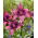 Asiatic Lily - Purple Dream - GIGA Pack! - 50 pcs.