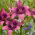 Asiatic Lily - Purple Dream - GIGA Pack! - 50 pcs.