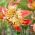 Lily - Fusion - GIGA Pack! - 50 pcs.