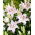 Lily - Virtuoso - Oriental, Fragrant - GIGA Pack! - 50 pcs.