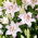 Lily - Virtuoso - Oriental, Fragrant - GIGA Pack! - 50 pcs.