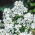 Večernica voňavá - biela - semienka (Hesperis matronalis)