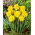 Jonquille - Yellow Dream - 5 pcs