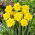 Jonquille - Yellow Dream - 5 pcs