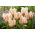 Tulip - Serano - Large Pack! - 50 pcs