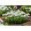 Galanto - Galanthus - Mount Everest - 3 piezas