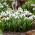 Galanto - Galanthus - Mount Everest - 3 piezas
