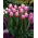 Tulip - Ollioules - Large Pack! - 50 pcs
