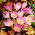 Ocún obrovský - Colchicum giganteum