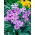 Cranesbill a radice tuberosa - Geranium tuberosum - 5 pz.