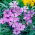 Cranesbill a radice tuberosa - Geranium tuberosum - 5 pz.