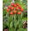 Tulip - Esta Bonita - Large Pack! - 50 pcs