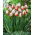 Tulipano - Happy Generation - 5 pz