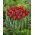 Tulip - Seadov - GIGA Pack! - 250 pcs