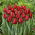 Tulip - Seadov - GIGA Pack! - 250 pcs