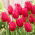 Tulip - Burgundy Lace - GIGA Pack! - 250 pcs