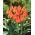 Tulip - Orange Elite - GIGA Pack! - 250 pcs