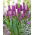 Tulipán - Liliomvirágzó Lila - Nagy kiszerelés - 50 db