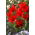 Tulipe - Praestans Zwanenburg Variety - 5 pcs