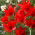 Tulipe - Praestans Zwanenburg Variety - 5 pcs