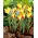 Tulipe - Tinka - 5 pcs