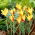 Tulipe - Tinka - 5 pcs