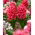 Hyacinth - Red Glory - Large Pack! - 30 pcs.