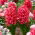 Hyacinth - Red Glory - 3 pcs.