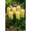 Giacinto - Yellow Queen - 3 pz.