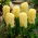 Giacinto - Yellow Queen - 3 pz.