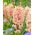 Hyacinth - Orange Double - Large Pack! - 30 pcs.