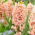 Hyacinth - Orange Double - Large Pack! - 30 pcs.