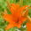 Āzijas lilija - Orange Ton