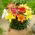 Giglio in miniatura - Mix - In vaso