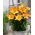 Miniature Lily - Happy Memories - Potted - Large Pack! - 10 pcs.