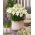 Miniature Lily - Happy Snow - Potted