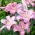 Lily - Josephine - Oriental, Fragrant