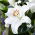 Lily - Mount Aspiring - Oriental, Fragrant - Large Pack! - 10 pcs.
