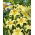 Dwarf Oriental Lily - Gold Fever