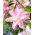 Lily - Lotus Breeze - Oriental, Double - GIGA Pack! - 50 pcs.