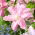 Lily - Lotus Breeze - Oriental, Double - GIGA Pack! - 50 pcs.
