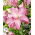 Lily - Lotus Dream - Oriental, Double - Large Pack! - 10 pcs.
