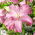 Lily - Lotus Dream - Oriental, Double - Large Pack! - 10 pcs.