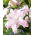 Lily - Lotus Queen - Oriental, Double