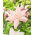 Lily - Lotus Spring - Oriental, Double - Large Pack! - 10 pcs.