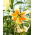 Lily - Lady Alice - Large Pack! - 10 pcs.
