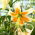 Lily - Lady Alice - Large Pack! - 10 pcs.